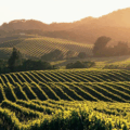 L’absurde plan d’arrachage des vignes en France : une trahison écologique et économique au nom de l’Ukraine ?