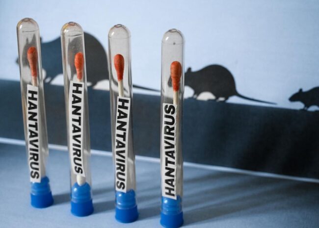 Four small glass vials with red-tipped swabs labeled HANTAVIRUS stand upright on a blue surface, with mouse silhouettes in the background (research scene).